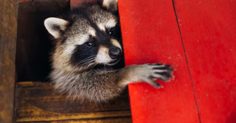 Washington Woman Calls 911 in Wild Raccoon Showdown—Up to 100 Invade Her Property Washington Woman Calls 911 in Wild Raccoon Showdown—Up to 100 Invade Her Property