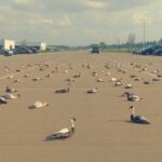 Strange Bird Deaths — Scientists Worried About What It Means